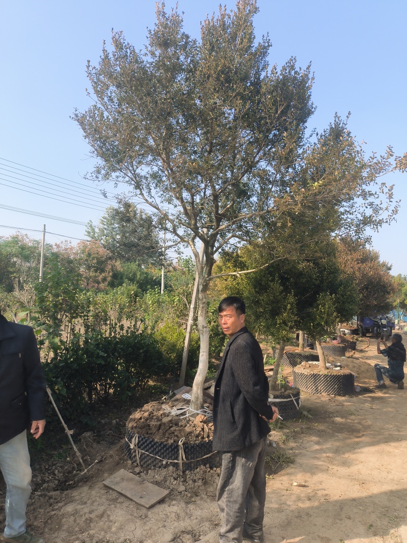 黄杨树
