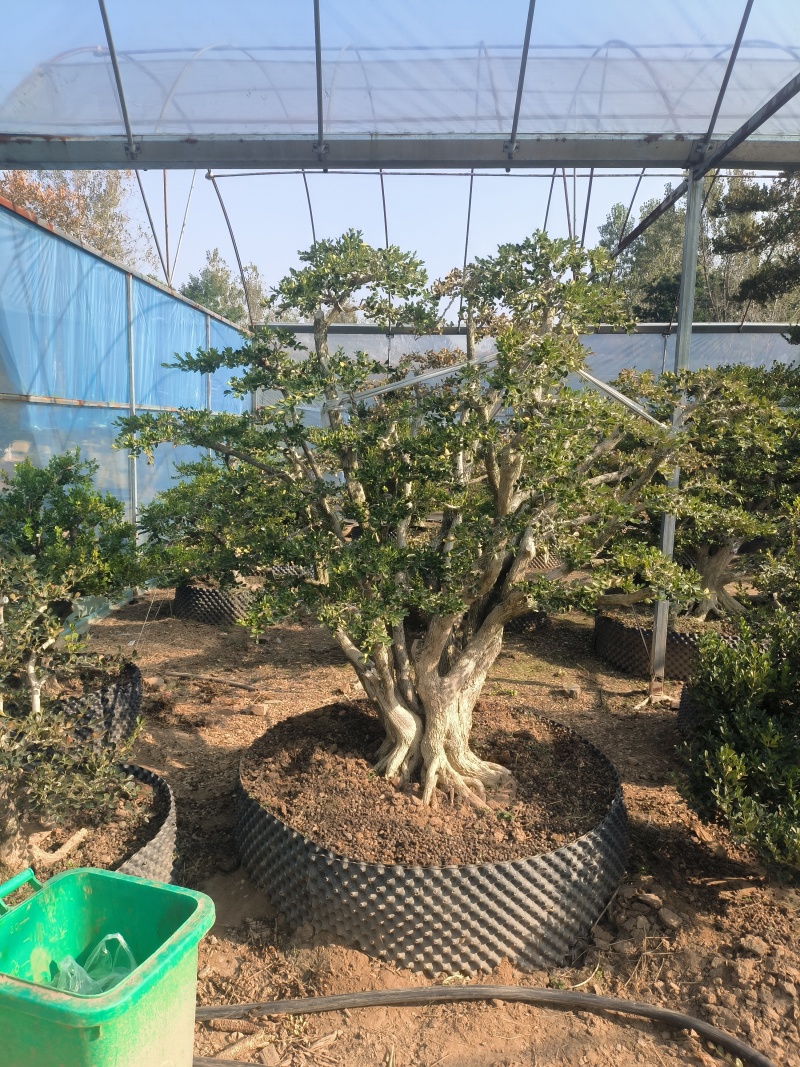 黄杨树