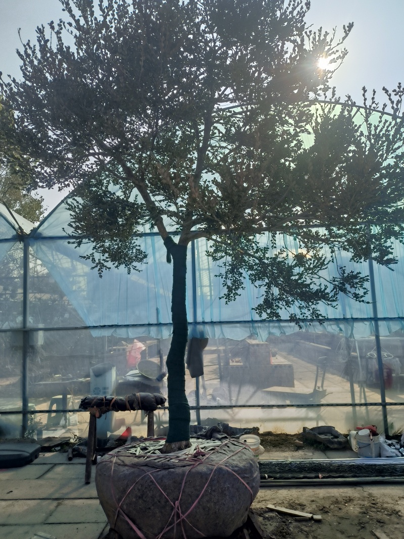 黄杨树