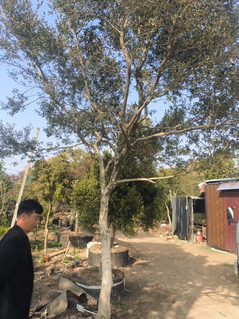 黄杨树