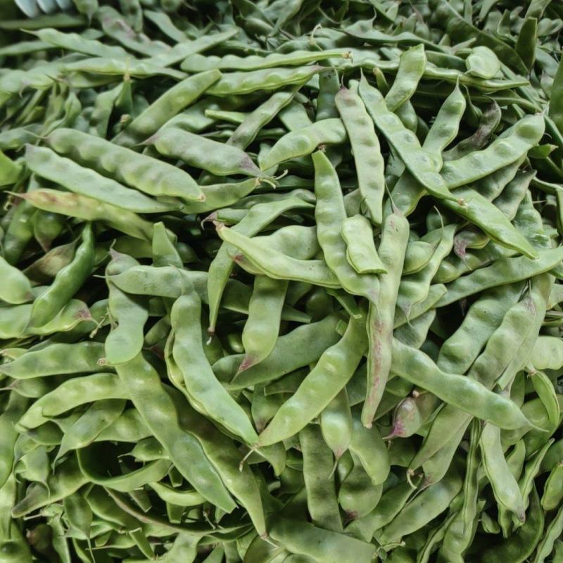 云南油豆角新鲜一点红九月青油豆面豆绿油豆红油批发一件代发