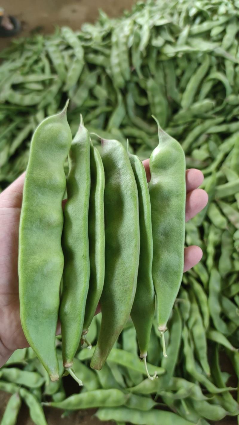 云南油豆角新鲜一点红九月青油豆面豆绿油豆红油批发一件代发