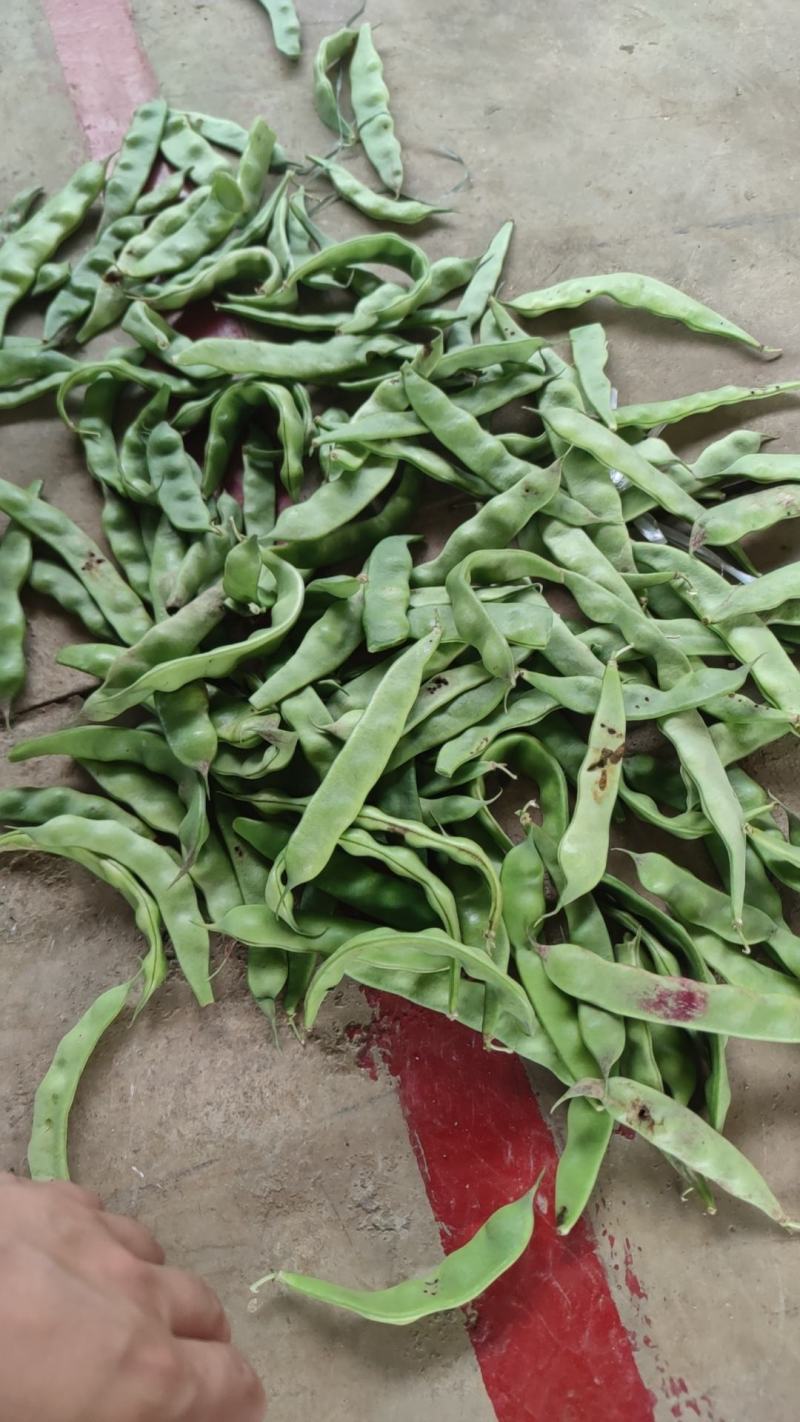 云南油豆角新鲜一点红九月青油豆面豆绿油豆红油批发一件代发