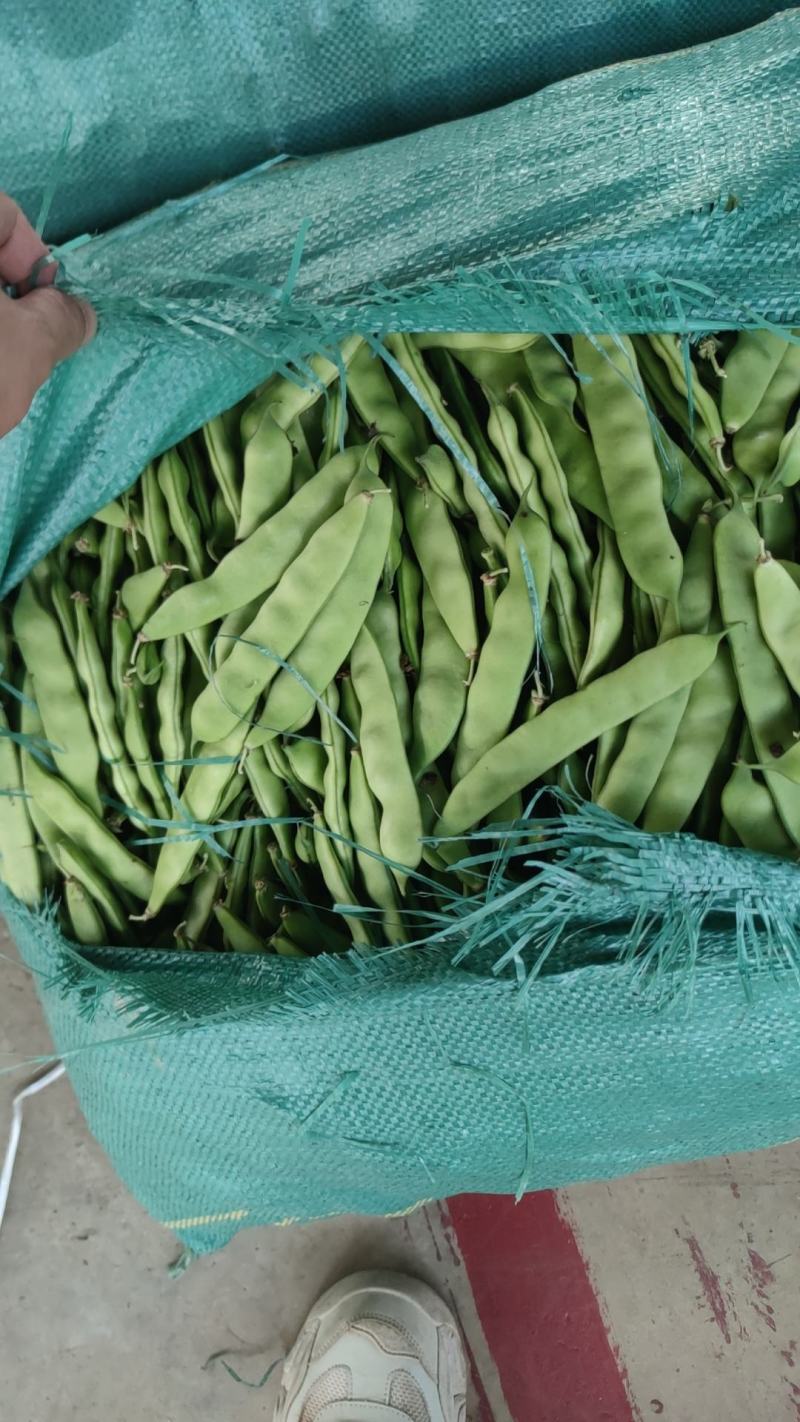 云南油豆角新鲜一点红九月青油豆面豆绿油豆红油批发一件代发