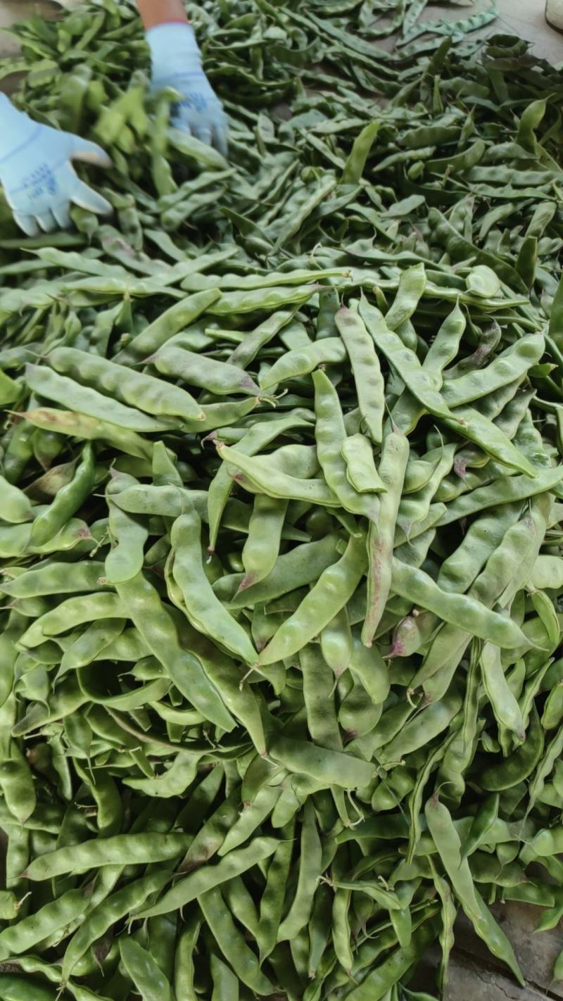 云南油豆角新鲜一点红九月青油豆面豆绿油豆红油批发一件代发