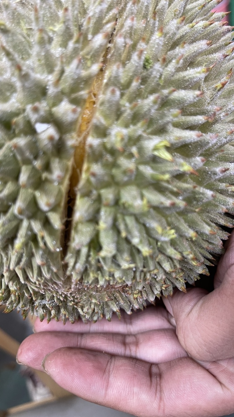 精品马来西亚液氮猫山王大量有货产地直发欢迎选购