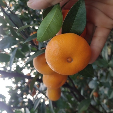 棉桔，密广，臭皮柑，颜色，口感很好了