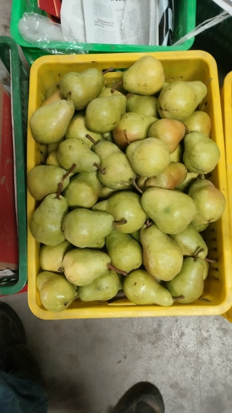 香蕉梨