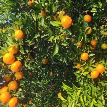 东方红，四季红颜色口感不错了，大量货源
