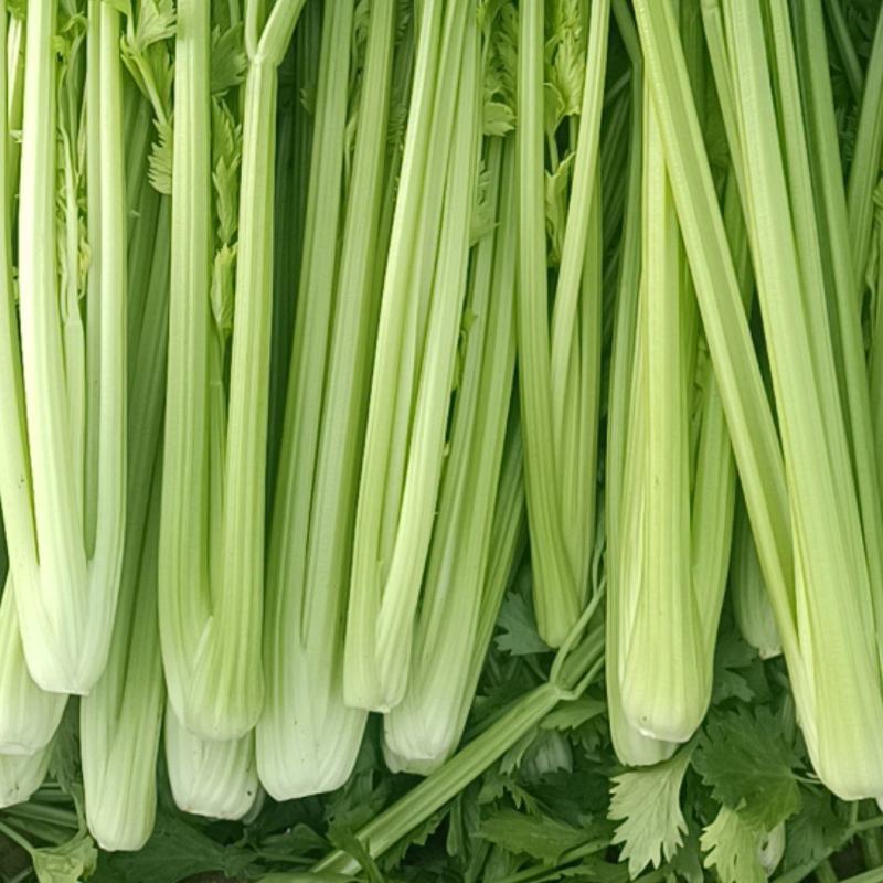 商河中棵西芹菜