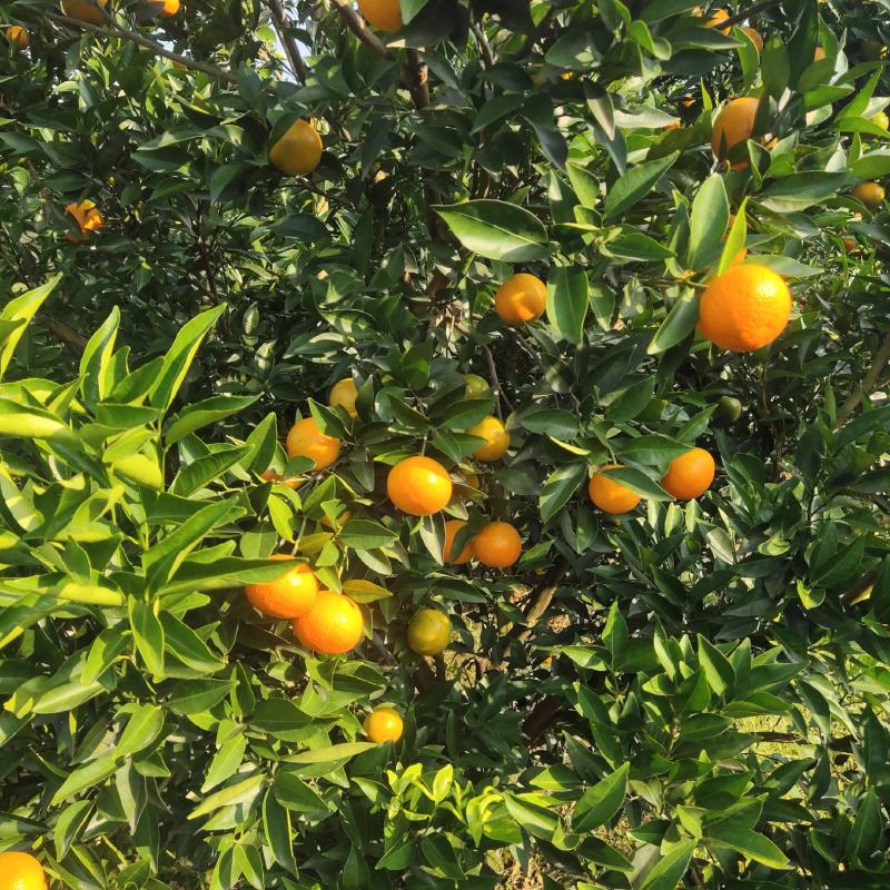 东方红，四季红颜色口感不错了，大量货源