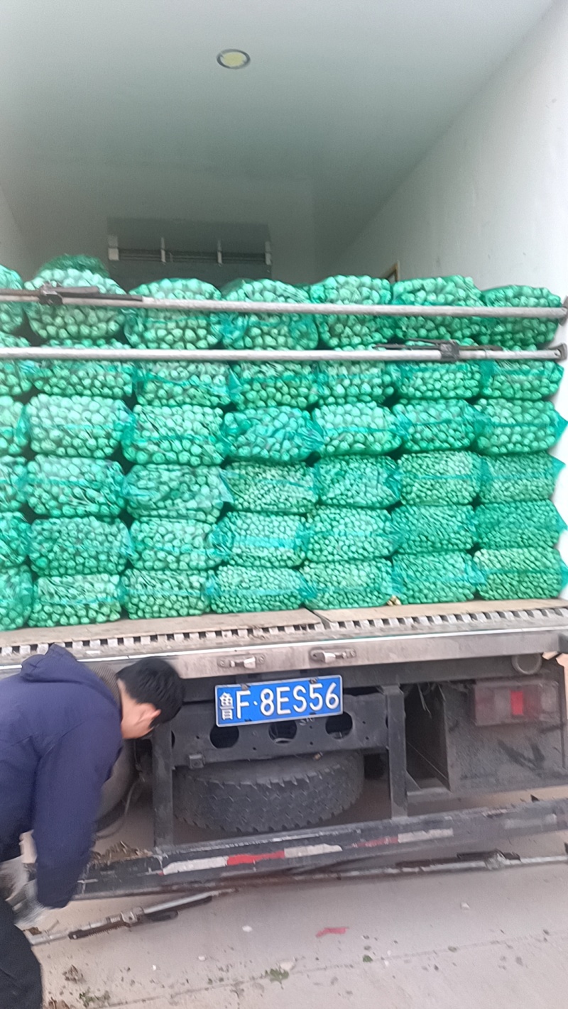 商河中棵西芹菜