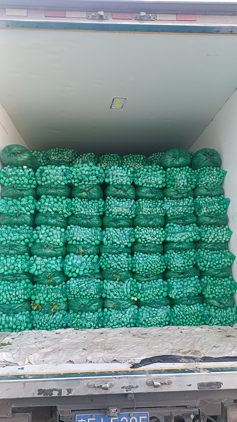 商河中棵西芹菜