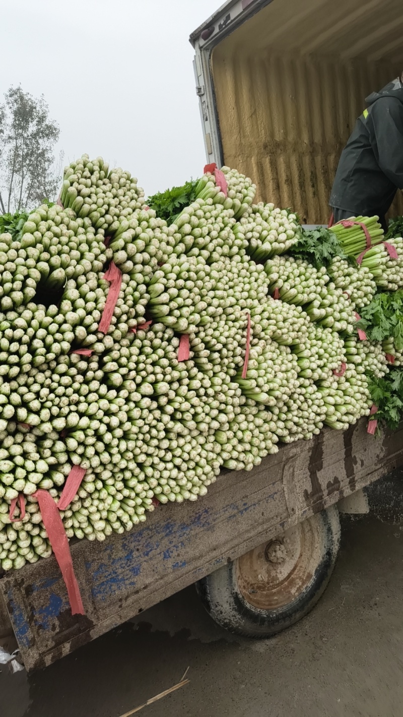 商河中棵西芹菜