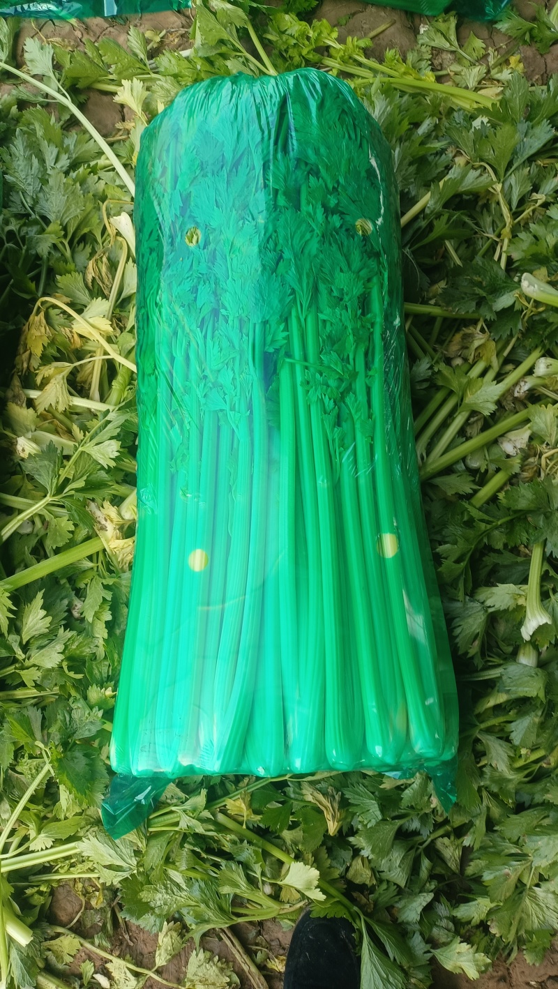 商河中棵西芹菜
