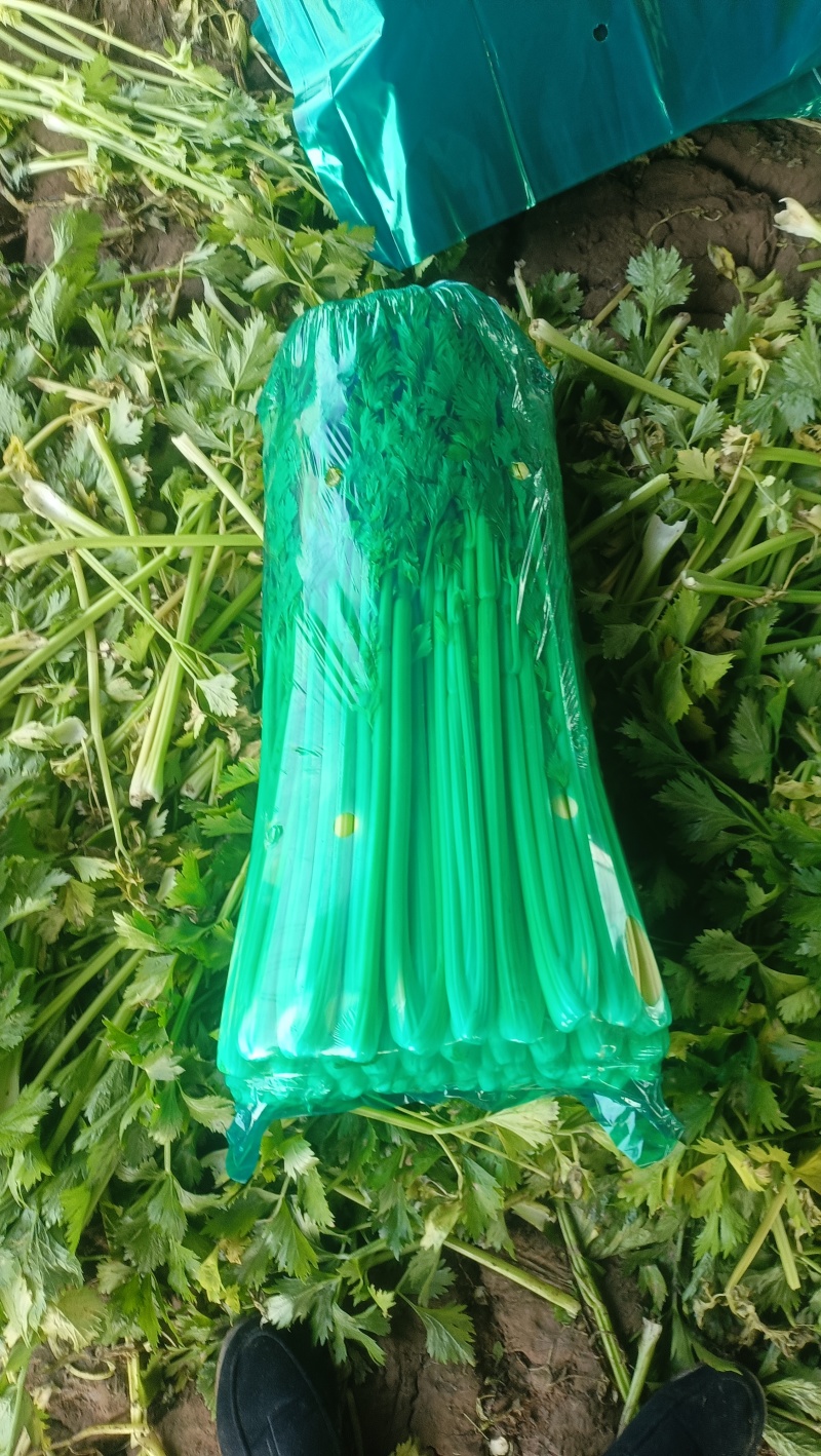 商河中棵西芹菜