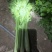 商河中棵西芹菜
