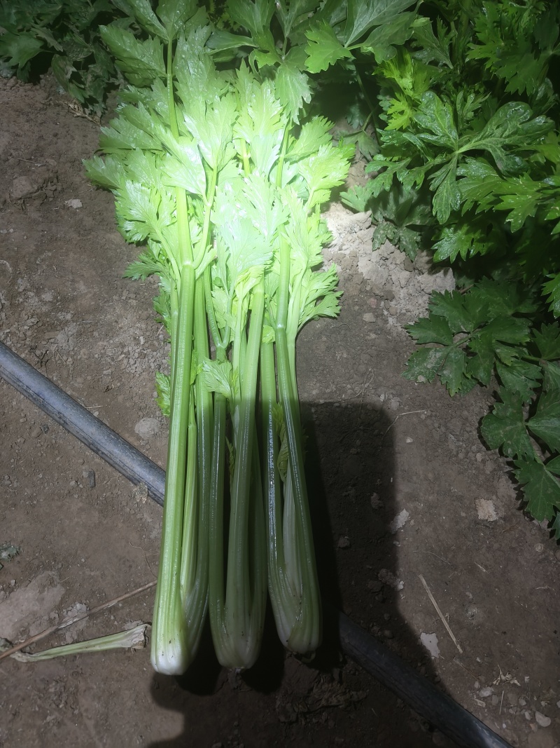 商河中棵西芹菜