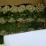 商河中棵西芹菜