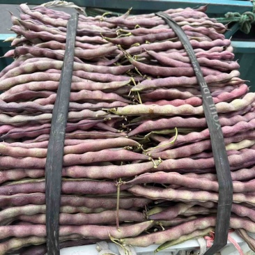 🔥精品红豆大量上市欢迎大家前来选购