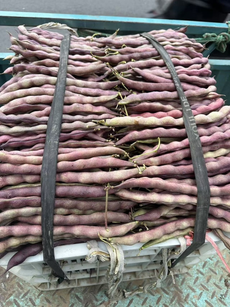 🔥精品红豆大量上市欢迎大家前来选购