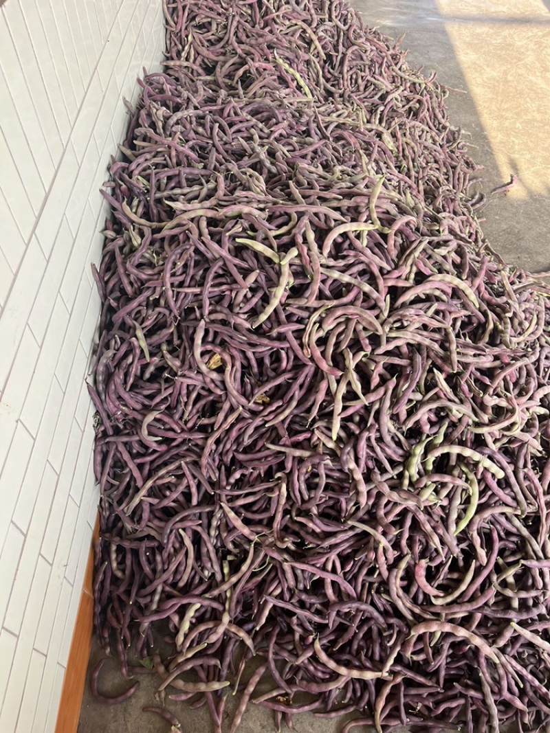 🔥精品红豆大量上市欢迎大家前来选购