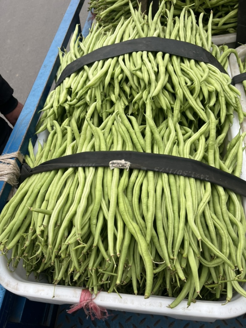 🔥精品红豆大量上市欢迎大家前来选购