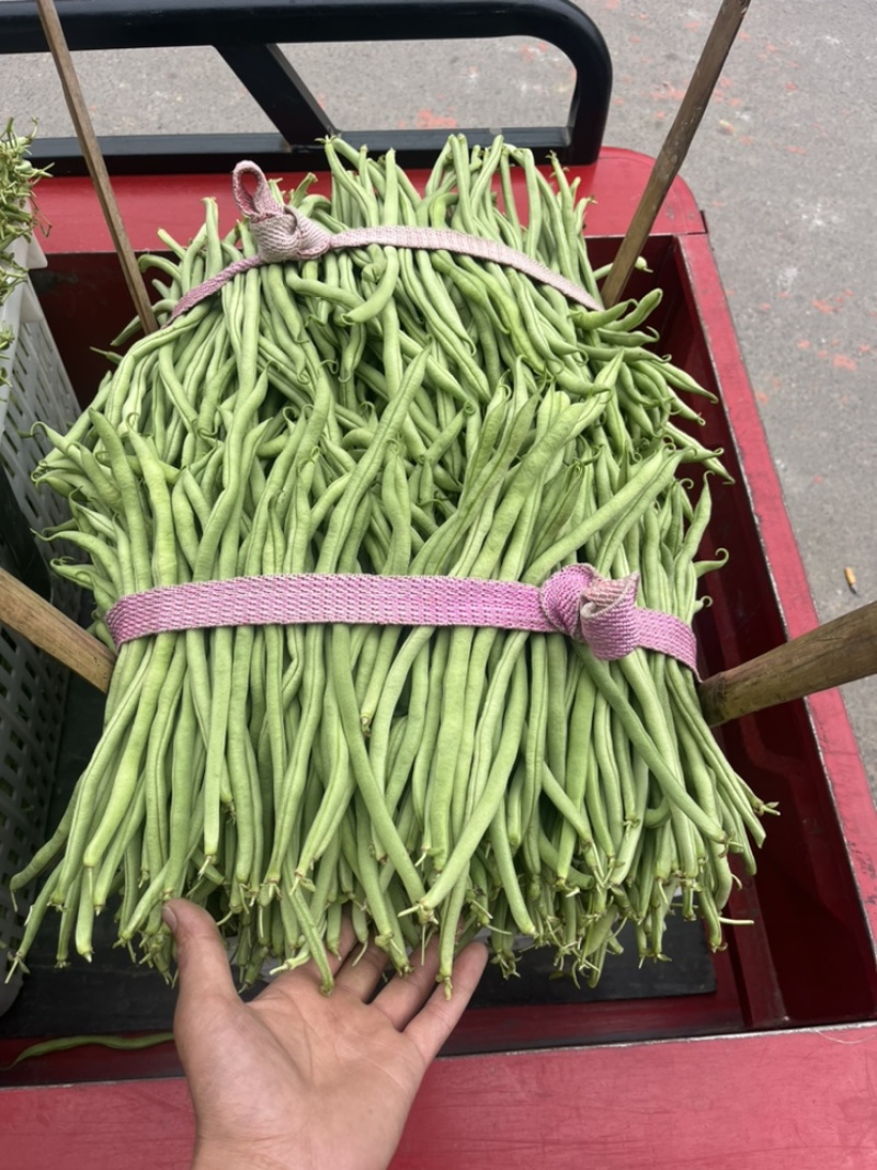 🔥精品红豆大量上市欢迎大家前来选购
