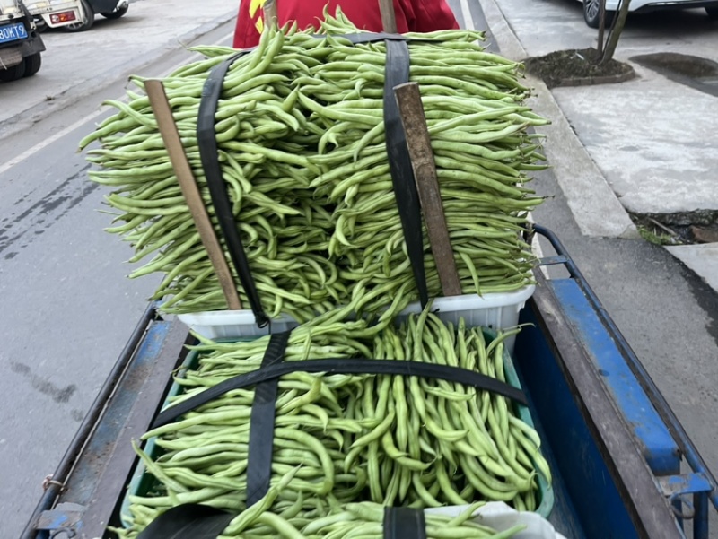 🔥精品红豆大量上市欢迎大家前来选购