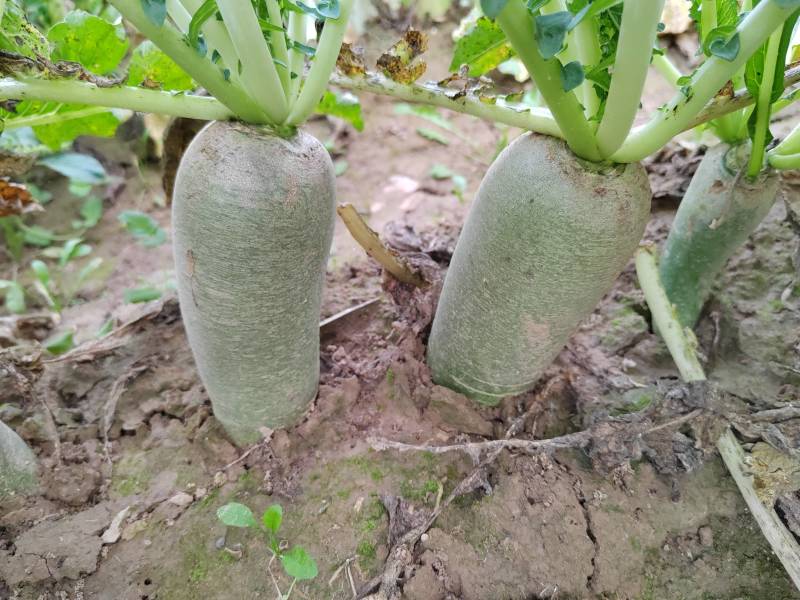 水果萝卜大量供应，产地直供一手货源。