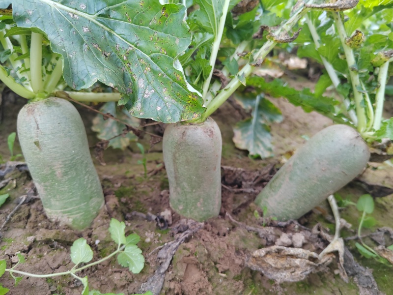 水果萝卜大量供应，产地直供一手货源。