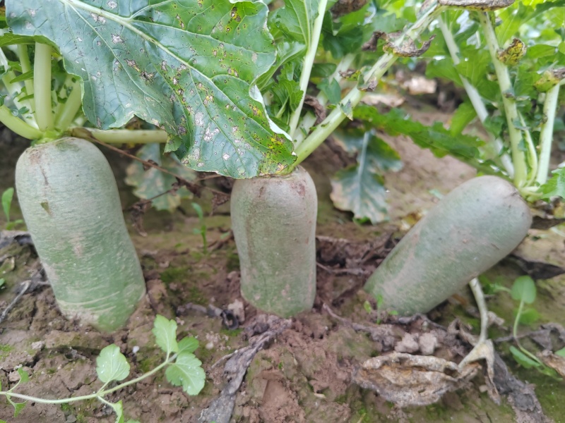 水果萝卜大量供应，产地直供一手货源。