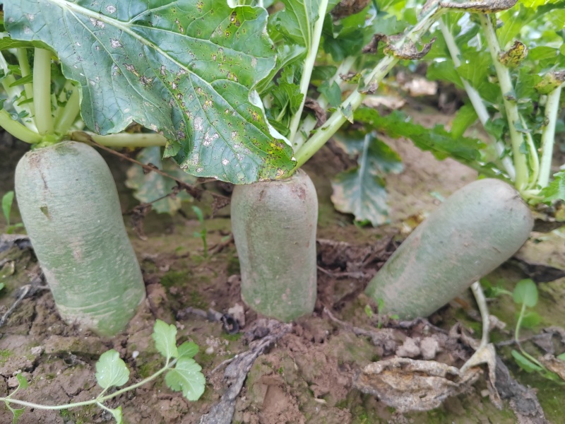 水果萝卜大量供应，产地直供一手货源。