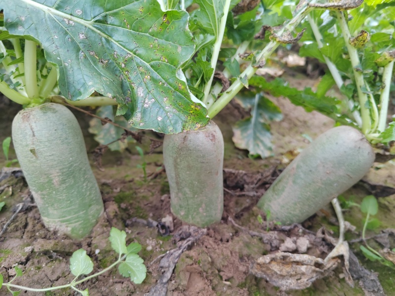 水果萝卜大量供应，产地直供一手货源。