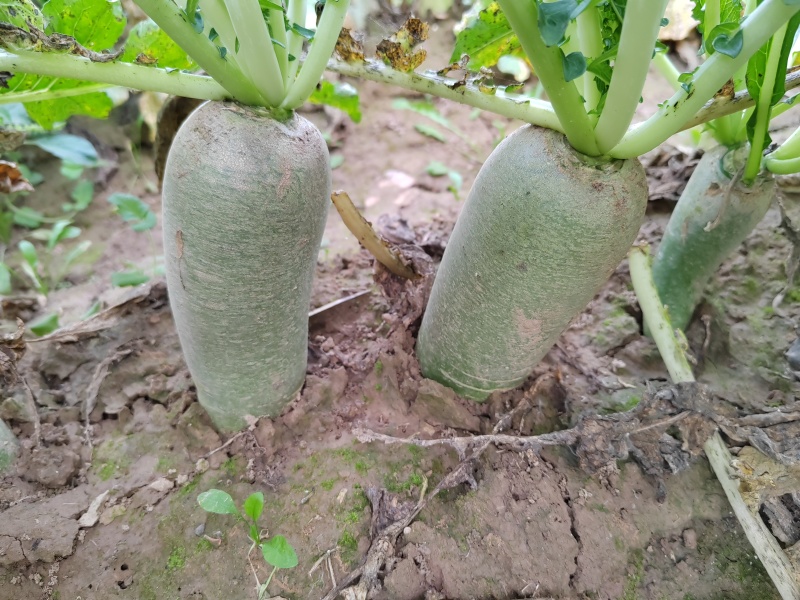 水果萝卜大量供应，产地直供一手货源。