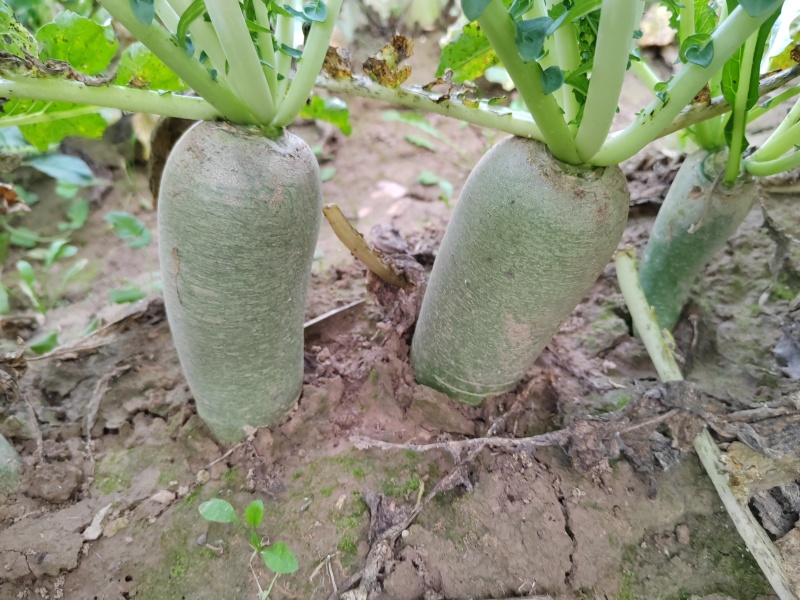 水果萝卜大量供应，产地直供一手货源。
