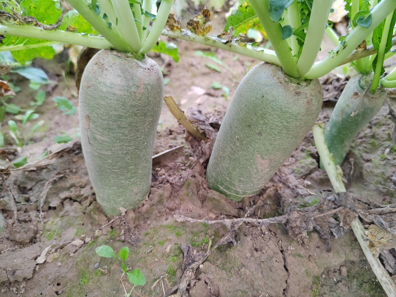 水果萝卜大量供应，产地直供一手货源。