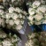 白花菜小米花