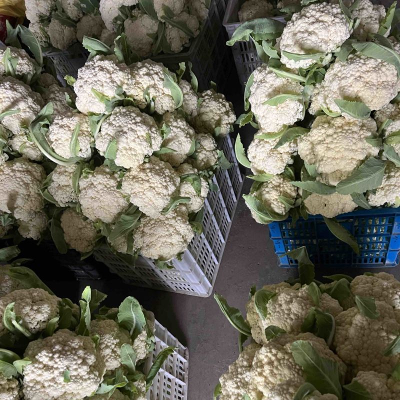 白花菜小米花
