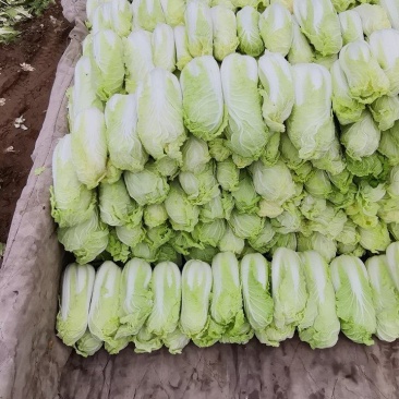 自产自销鲜菜~娃娃菜大量有货……价位美丽品质优越