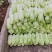 自产自销鲜菜~娃娃菜大量有货……价位美丽品质优越