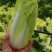 自产自销鲜菜~娃娃菜大量有货……价位美丽品质优越