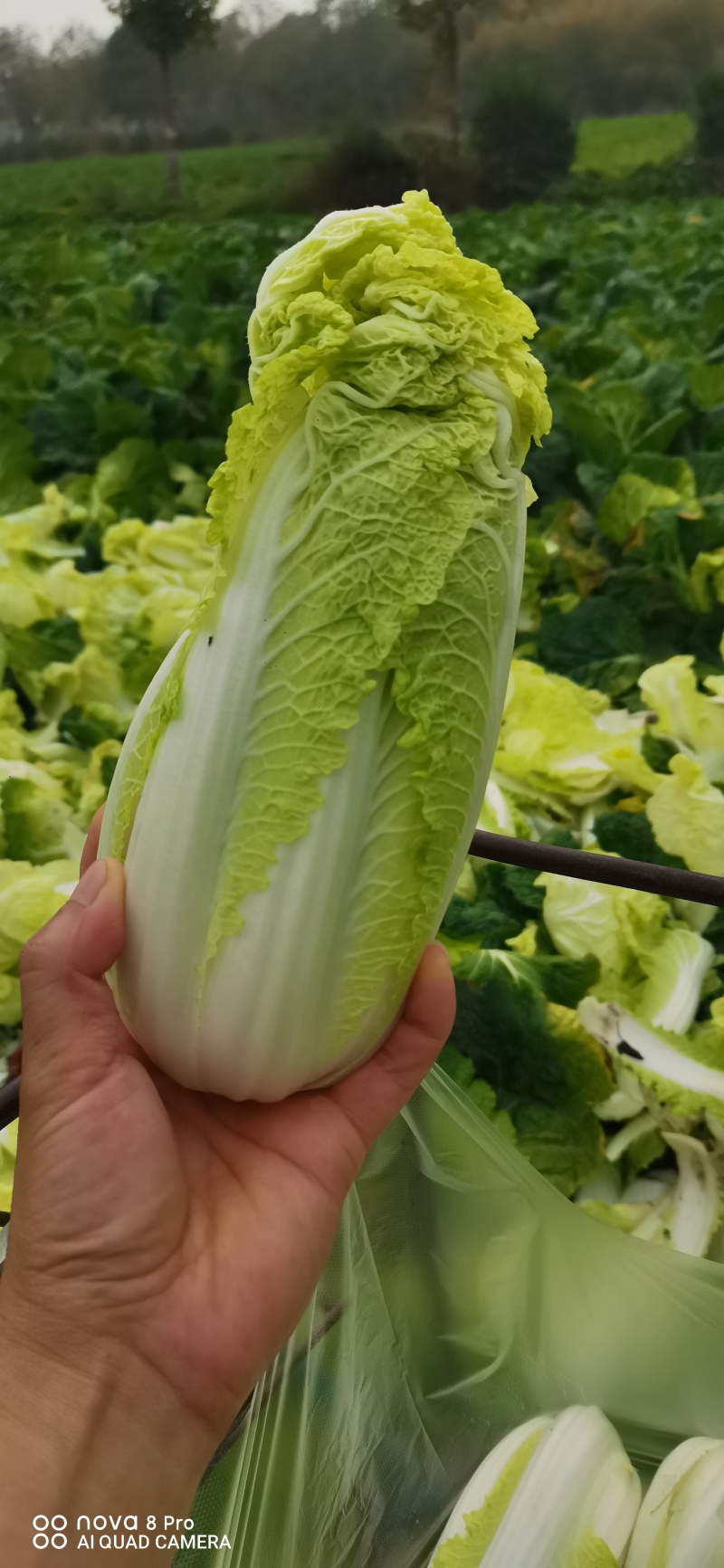 自产自销鲜菜~娃娃菜大量有货……价位美丽品质优越