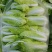 自产自销鲜菜~娃娃菜大量有货……价位美丽品质优越