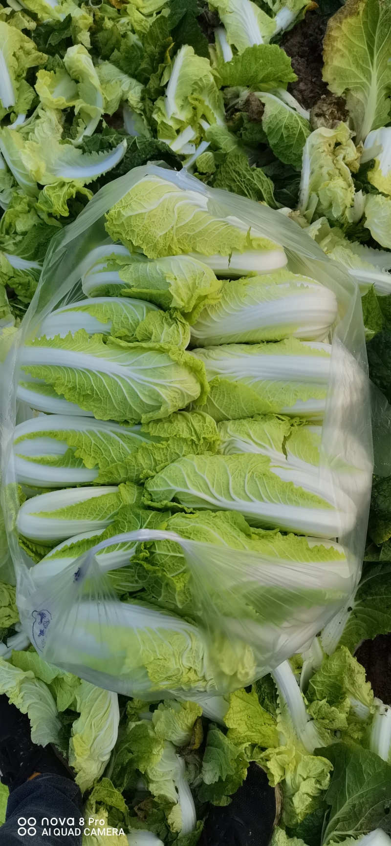 自产自销鲜菜~娃娃菜大量有货……价位美丽品质优越