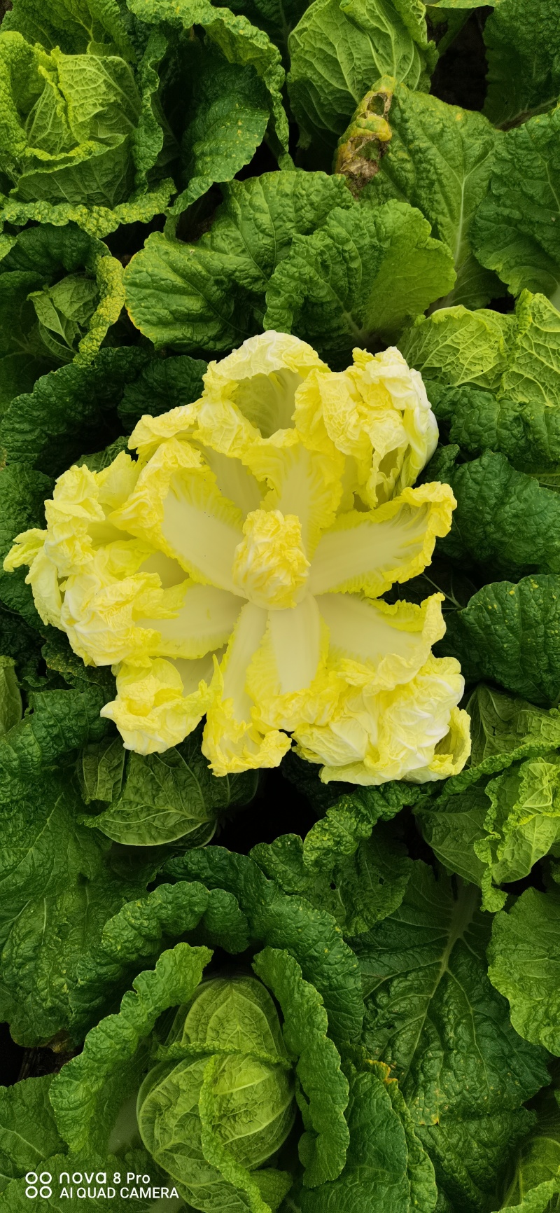 自产自销鲜菜~娃娃菜大量有货……价位美丽品质优越