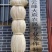 甘肃白麻