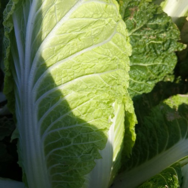 山东潍坊坊小义和秋精品白菜大量上市/量大从优/欢迎来电！