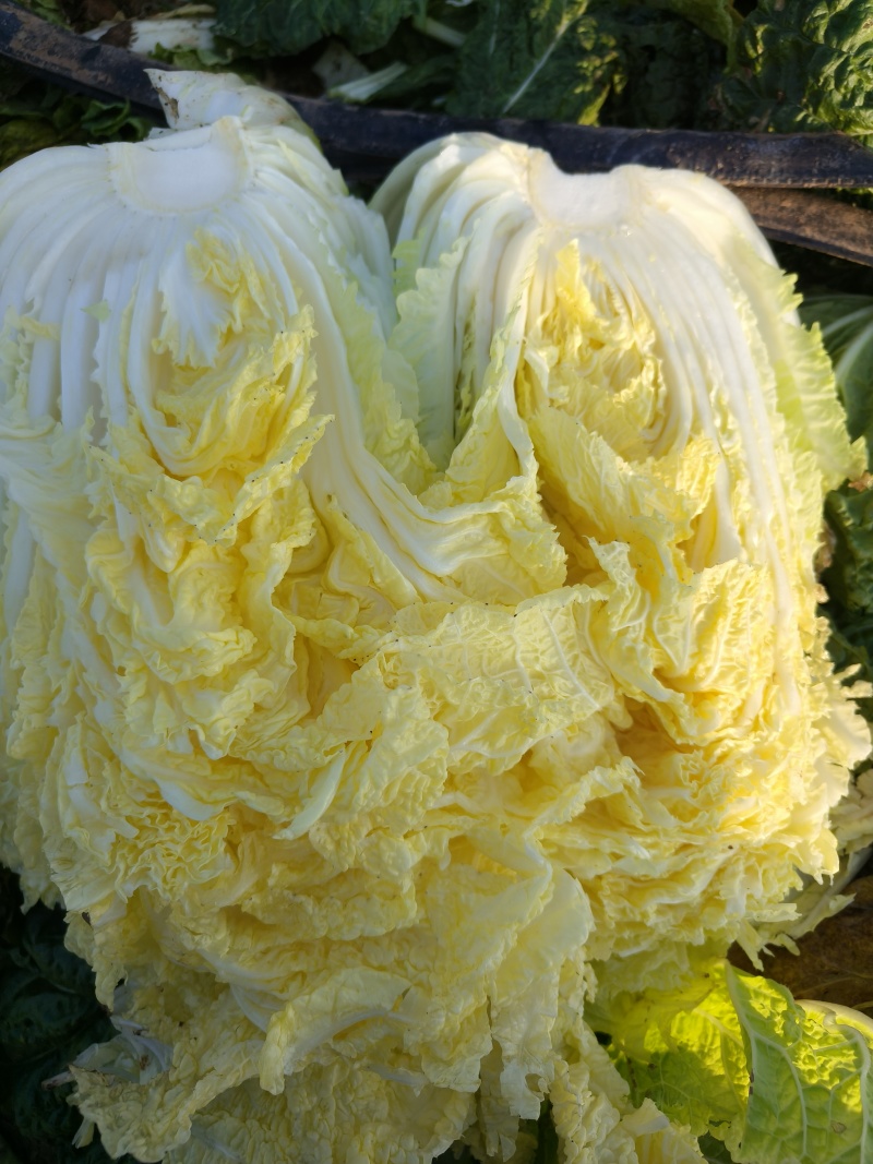 山东潍坊坊小义和秋精品白菜大量上市/量大从优/欢迎来电！