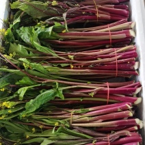 湖北精品红菜苔大量上市现货现发价格优惠欢迎采购